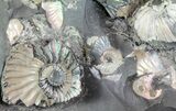 Gorgeous, Tall Iridescent Ammonite Cluster - Russia #78534-4